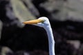 Great Egret, closeup of head. Rocks in background. Royalty Free Stock Photo