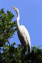 Great egret closeup in its natural habitat Royalty Free Stock Photo