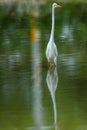 Great egret closeup with reflection in a shallow water at keoladeo ghana national park or bharatpur bird sanctuary Royalty Free Stock Photo