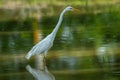 Great egret closeup in a shallow water at keoladeo ghana national park or bharatpur bird sanctuary rajasthan india - ardea alba Royalty Free Stock Photo