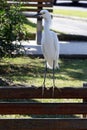 Great egret closeup on a square bench Royalty Free Stock Photo