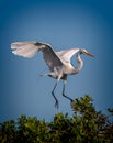 Great egret comes in for landing on bush at Venice Rookery.tif Royalty Free Stock Photo
