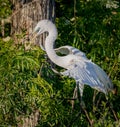 Great egret comes in for a landing near nest in spring Royalty Free Stock Photo
