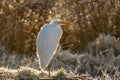 Great Egret or common egret seen in the Skagit Valley Washington.
