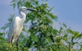 Great Egret, Common Egret, Great White Heron at Sri Lanka.The great egret Ardea alba, also known as the common egret fishing in