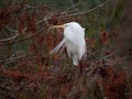 Great egret on a cypress tree