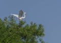 Great Egret in a Cypress Tree with Lifted Wings Royalty Free Stock Photo