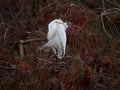 Great egret on a cypress tree