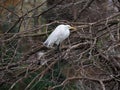 Great egret on a cypress tree