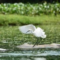 Egrett Dancing Royalty Free Stock Photo
