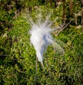 Great egret demonstrating breeding plumage in spring Royalty Free Stock Photo