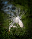Great egret displaying breeding plumage in spring Royalty Free Stock Photo