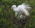 Great Egret Displaying its Breeding Plumage Royalty Free Stock Photo