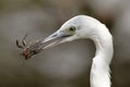 Great Egret Eating a Crab Royalty Free Stock Photo