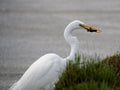 Great Egret Eating Lizard