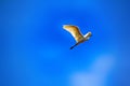 great egret (Egretta alba) in flight Royalty Free Stock Photo