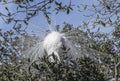 Great Egret Encircling Himself in Breeding Plumes