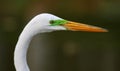 Great Egret Face Royalty Free Stock Photo