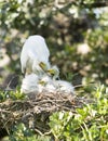 Great Egret Family Royalty Free Stock Photo