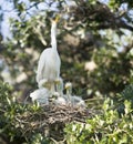 Great Egret family Royalty Free Stock Photo