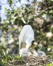 Great Egret Family Royalty Free Stock Photo