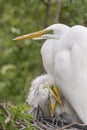 Great Egret Family Royalty Free Stock Photo