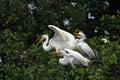 Great Egret feeding its chicks on nest in Saint Augustine, Florida.