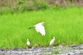 Great egret, Ardea alba Royalty Free Stock Photo