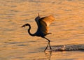 Great egret with fish Royalty Free Stock Photo