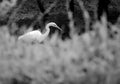 Great Egret Fishing Royalty Free Stock Photo