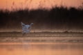 Great Egret Fishing in lake side in Sunrise Royalty Free Stock Photo