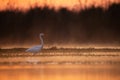 Great Egret Fishing in lake side in Sunrise Royalty Free Stock Photo