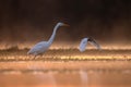 Great Egret Fishing in lake side in Sunrise Royalty Free Stock Photo