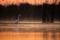 Great Egret Fishing in lake side in Sunrise Royalty Free Stock Photo