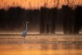 Great Egret Fishing in lake side in Sunrise Royalty Free Stock Photo