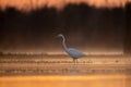 Great Egret Fishing in lake side in Sunrise Royalty Free Stock Photo