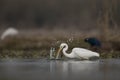 The great Egret Fishing in Lakeside Royalty Free Stock Photo