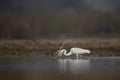 The great Egret Fishing in Lakeside Royalty Free Stock Photo