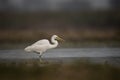 The great Egret Fishing in Lakeside Royalty Free Stock Photo