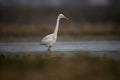 The great Egret Fishing in Lakeside Royalty Free Stock Photo