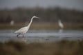 The great Egret Fishing in Lakeside Royalty Free Stock Photo
