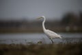 The great Egret Fishing in Lakeside Royalty Free Stock Photo