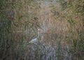 Great egret fishing in the lakeside reeds