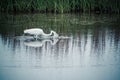 Great Egret Fishing Royalty Free Stock Photo