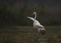 The Great Egret fishing in the Morning Royalty Free Stock Photo