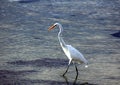 Great Egret fishing Royalty Free Stock Photo