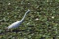 Great egret fishing in a pond of water lilies Royalty Free Stock Photo