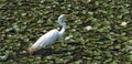 Great egret fishing in a pond of water lilies Royalty Free Stock Photo