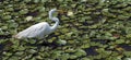 Great egret fishing in a pond of water lilies Royalty Free Stock Photo