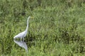 Great Egret fishing in shallows